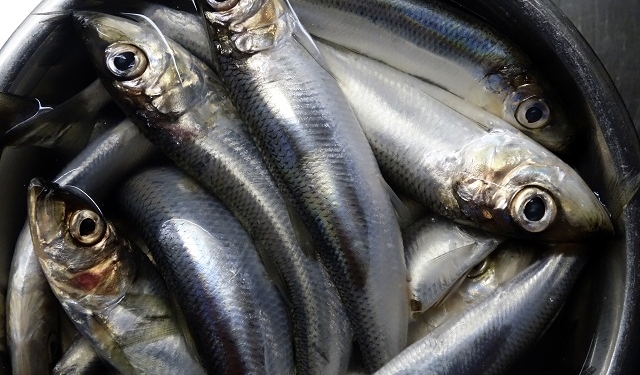 В Швеции из-за лося 100 метров дороги покрылись селедкой