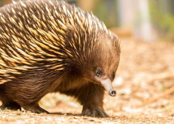 Муравьед, страдающий аллергией… на муравьев: австралийские ветеринары создали чудо-вакцину, которая позволит колючей ехидне Матильде нормально питаться
