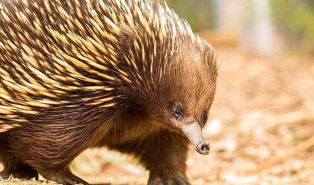 Муравьед, страдающий аллергией… на муравьев: австралийские ветеринары создали чудо-вакцину, которая позволит колючей ехидне Матильде нормально питаться