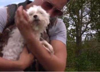 Чудесное спасение собаки, которая провела неделю на плавающем диване в затопленном ураганом Флоренс доме в США