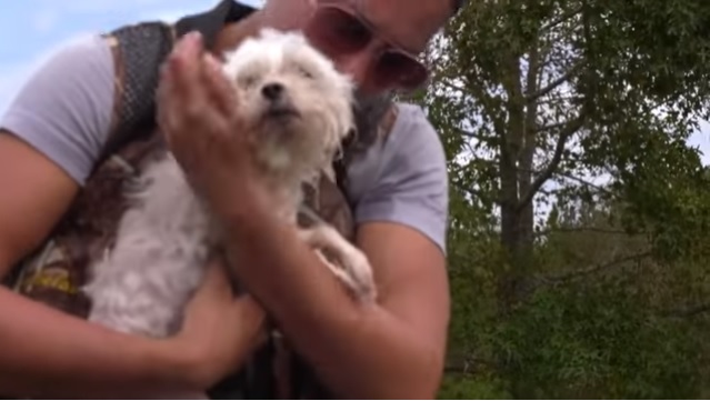 Чудесное спасение собаки, которая провела неделю на плавающем диване в затопленном ураганом Флоренс доме в США 1