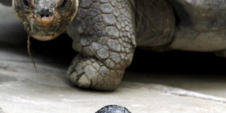 Как скрыть такую кражу? На Галапагосских островах кто-то похитил 123 гигантских черепахи