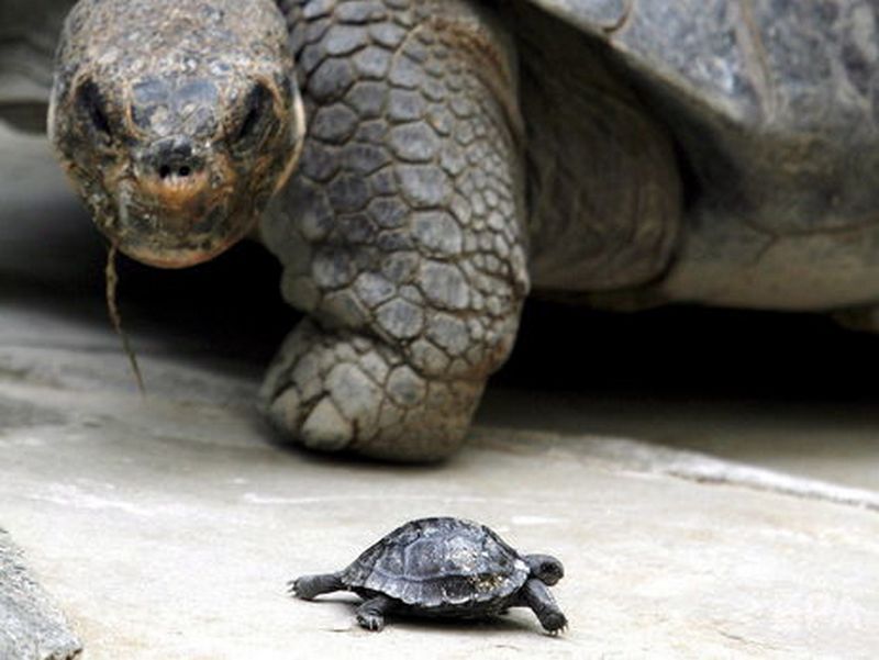 Как скрыть такую кражу? На Галапагосских островах кто-то похитил 123 гигантских черепахи 1