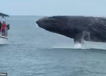 Купаются все! Горбатый кит подшутил над туристами