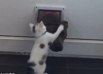 Эй, кто-нибудь дома? Как игривый котенок не пускал домой взрослую собаку