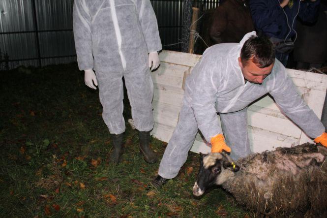 Блеюще-вонючий рейс: как закончилась история с овцами, застрявшими в порту Черноморска 19