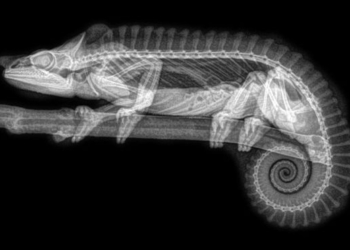 Редкое зрелище: зоопарк в Орегоне опубликовал рентгеновские снимки животных