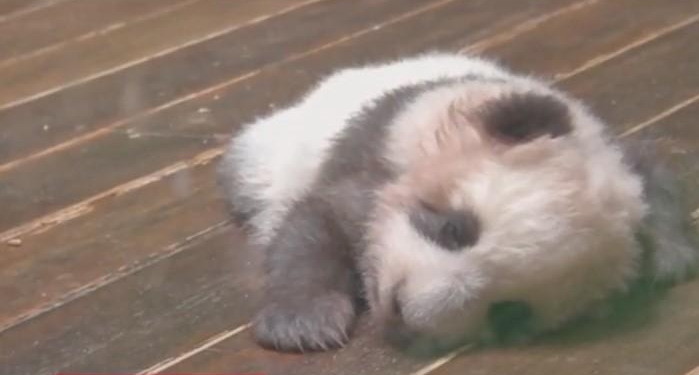 Китайский зоопарк показал двухмесячных панд, которые учатся ходить