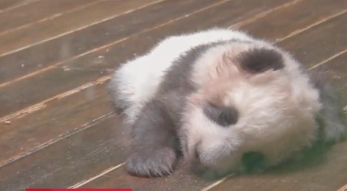 Китайский зоопарк показал двухмесячных панд, которые учатся ходить 1