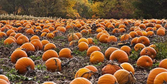 Это интересно. Тыквы как бизнес. Что идет на экспорт, а что – скоту