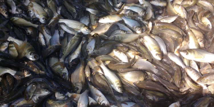 Реки Первомайска зарыбили мальками белого амура