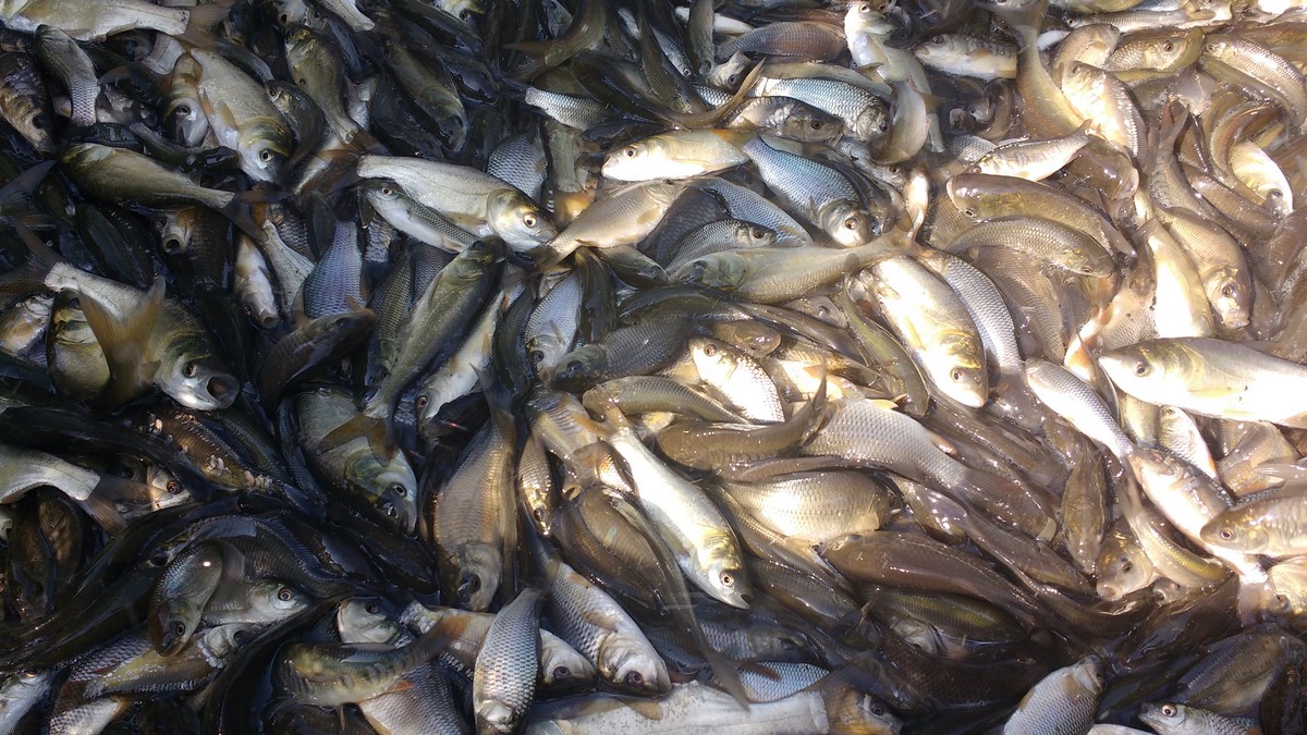 Реки Первомайска зарыбили мальками белого амура