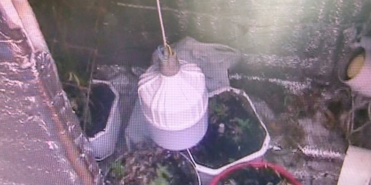 Житель Южноукраинска отделался испытательным сроком за выращивание конопли на своем балконе