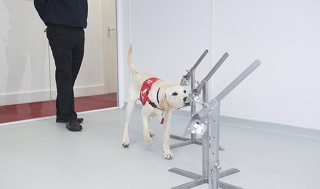 Человеческие спасатели: в Великобритании благотворительная организация воспитывает собак, вынюхивающих болезни