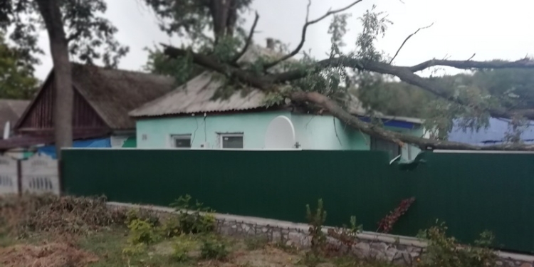 На Николаевщине шквальный ветер валил деревья и на проезжую часть, и на крыши домов