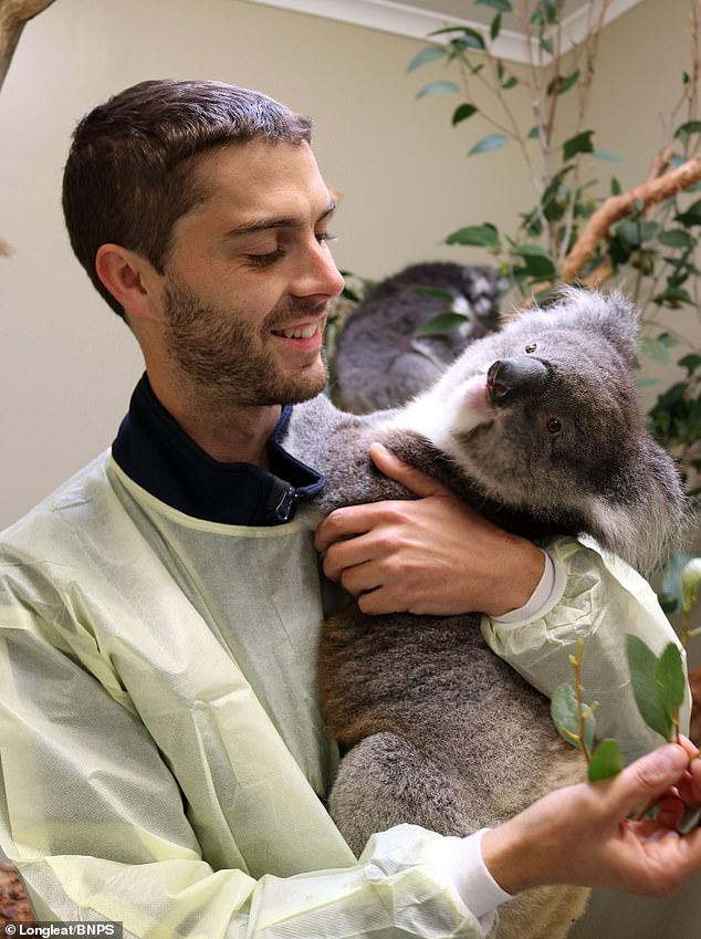 Австралийские коалы вымирают из-за эпидемии хламидиоза. Чтобы спасти вид, 5 коал «прилетели» в Великобританию 5