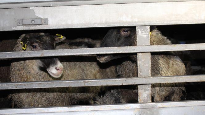 Блеюще-вонючий рейс: как закончилась история с овцами, застрявшими в порту Черноморска