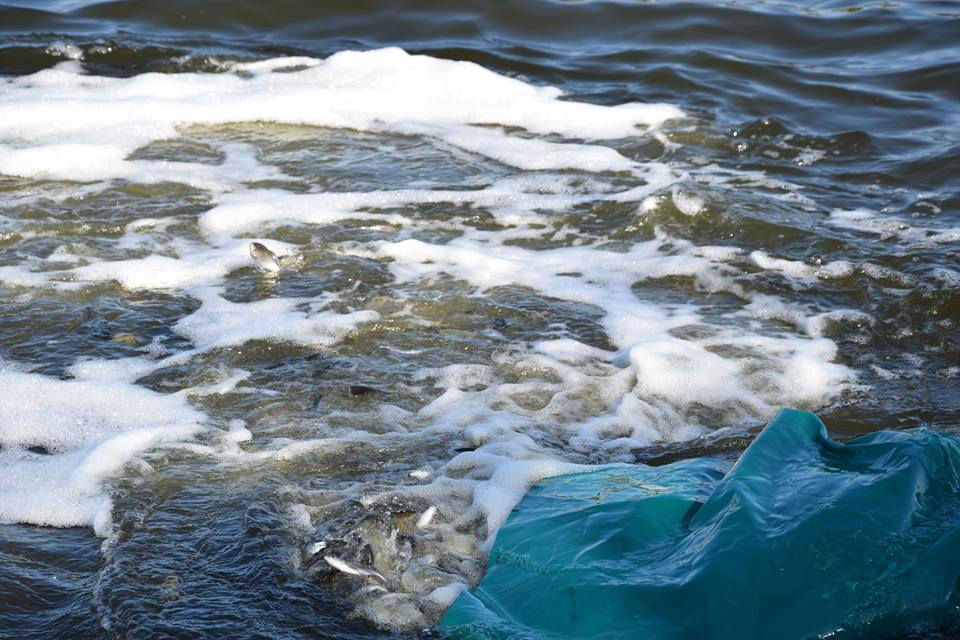 Зарыбление Ингула. В Николаеве на Нижнем Баме в реку выпустили более 100 тыс.экземпляров молоди рыб 3