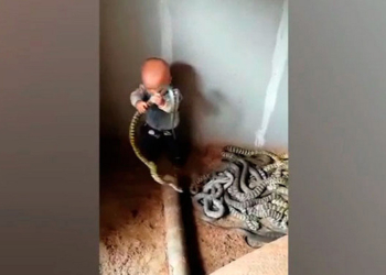 Ребенок, играющий с клубком змей, шокировал всю Сеть