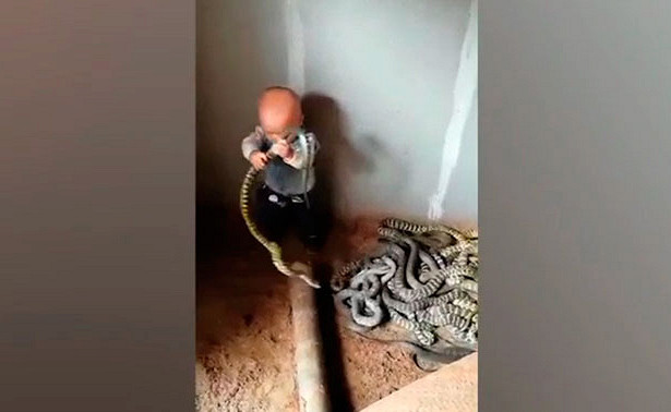 Ребенок, играющий с клубком змей, шокировал всю Сеть 1