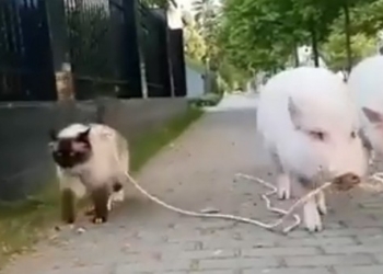 Мориц вывел на прогулку Леонардо. Ничего удивительного, если бы это были не кот со свиньей