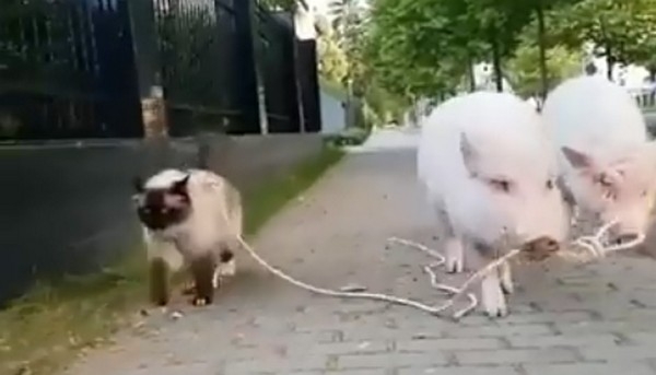 Мориц вывел на прогулку Леонардо. Ничего удивительного, если бы это были не кот со свиньей