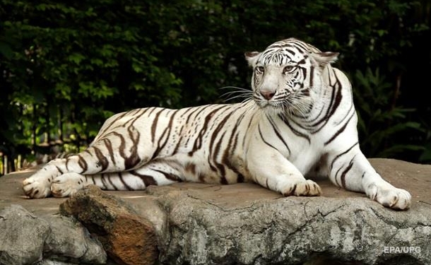 В Японии белый тигр загрыз работника зоопарка