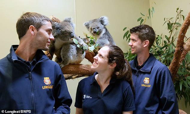 Австралийские коалы вымирают из-за эпидемии хламидиоза. Чтобы спасти вид, 5 коал «прилетели» в Великобританию 7