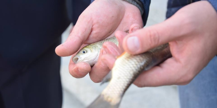 Зарыбление Ингула. В Николаеве на Нижнем Баме в реку выпустили более 100 тыс.экземпляров молоди рыб