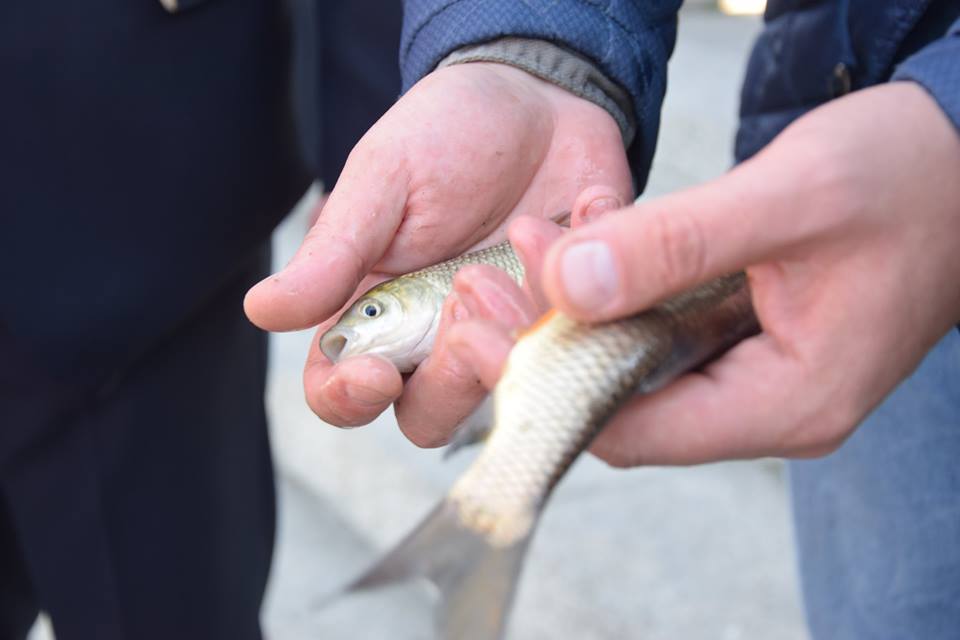 Зарыбление Ингула. В Николаеве на Нижнем Баме в реку выпустили более 100 тыс.экземпляров молоди рыб 5