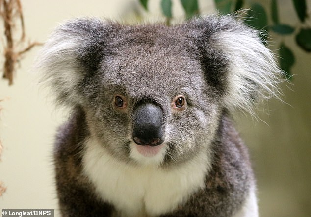 Австралийские коалы вымирают из-за эпидемии хламидиоза. Чтобы спасти вид, 5 коал «прилетели» в Великобританию 9