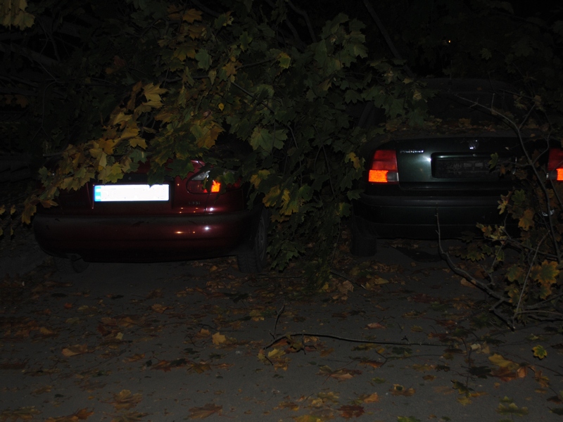 В Николаеве две машины были повреждены упавшим деревом 1