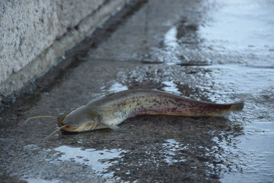 Зарыбление Ингула. В Николаеве на Нижнем Баме в реку выпустили более 100 тыс.экземпляров молоди рыб 7