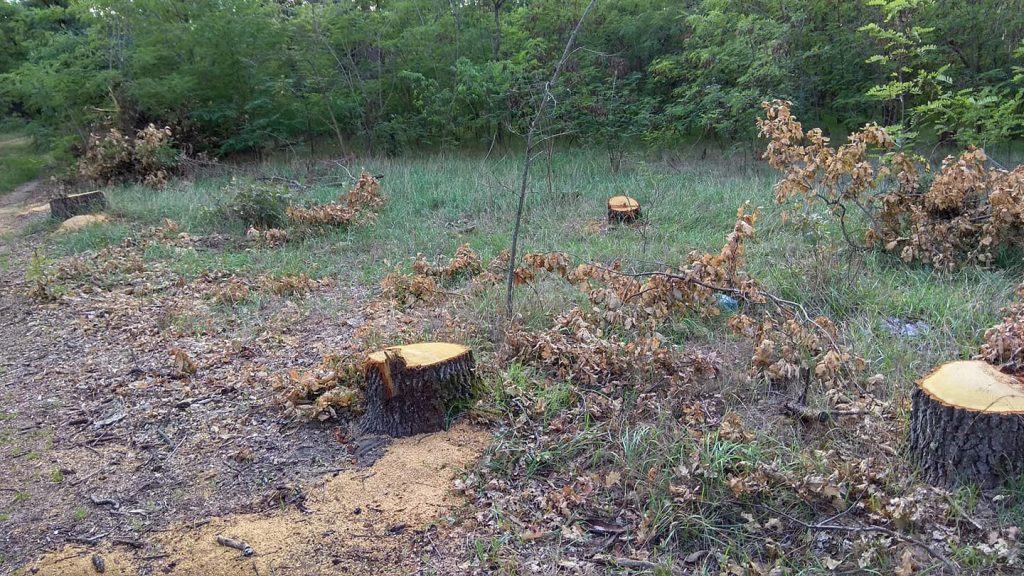 На Николаевщине браконьеры спилили десятки дубов, но оставили на месте преступления чеки 5