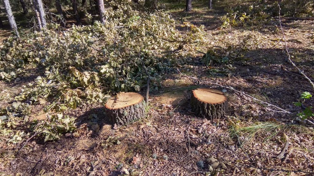 На Николаевщине браконьеры спилили десятки дубов, но оставили на месте преступления чеки 3