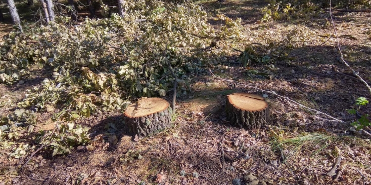 На Николаевщине браконьеры спилили десятки дубов, но оставили на месте преступления чеки