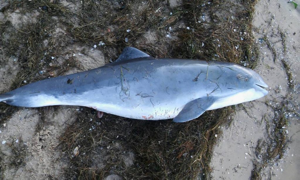 «Вот такая грустная находка»: на берег возле Лиман выбросило мертвого дельфина 1