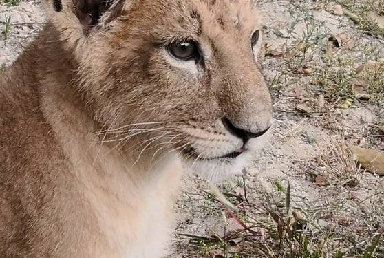 Малышке Гермионе 3 месяца – Николаевский зоопарк показал маленькую хищницу