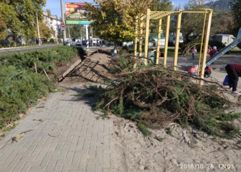 При прокладке кабеля в сквере Заводского района рабочие уничтожили многолетние кусты можжевельника