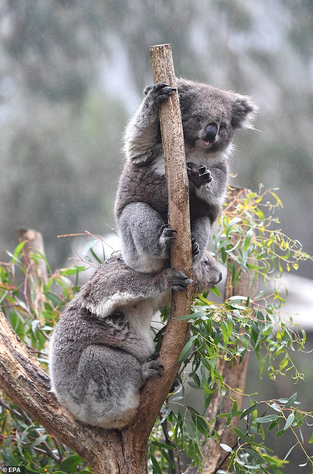 Австралийские коалы вымирают из-за эпидемии хламидиоза. Чтобы спасти вид, 5 коал «прилетели» в Великобританию 11