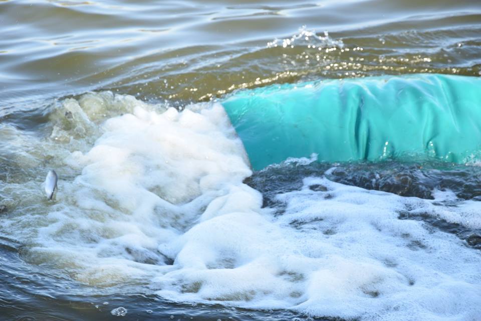 Зарыбление Ингула. В Николаеве на Нижнем Баме в реку выпустили более 100 тыс.экземпляров молоди рыб 9