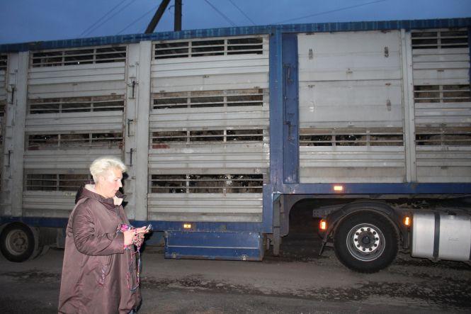 Блеюще-вонючий рейс: как закончилась история с овцами, застрявшими в порту Черноморска 9