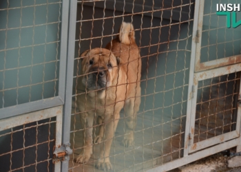 Голобродский: В депутатском варианте Программы по бездомным животным есть коррупционные риски, расточительность и наглость
