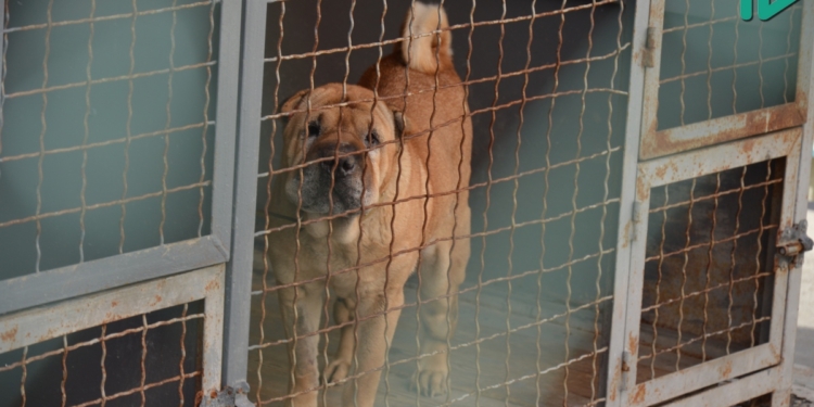 Голобродский: В депутатском варианте Программы по бездомным животным есть коррупционные риски, расточительность и наглость