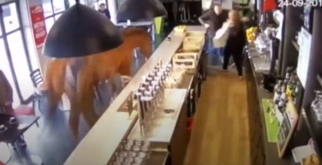 Во Франции лошадь сбежала со скачек – в кафе