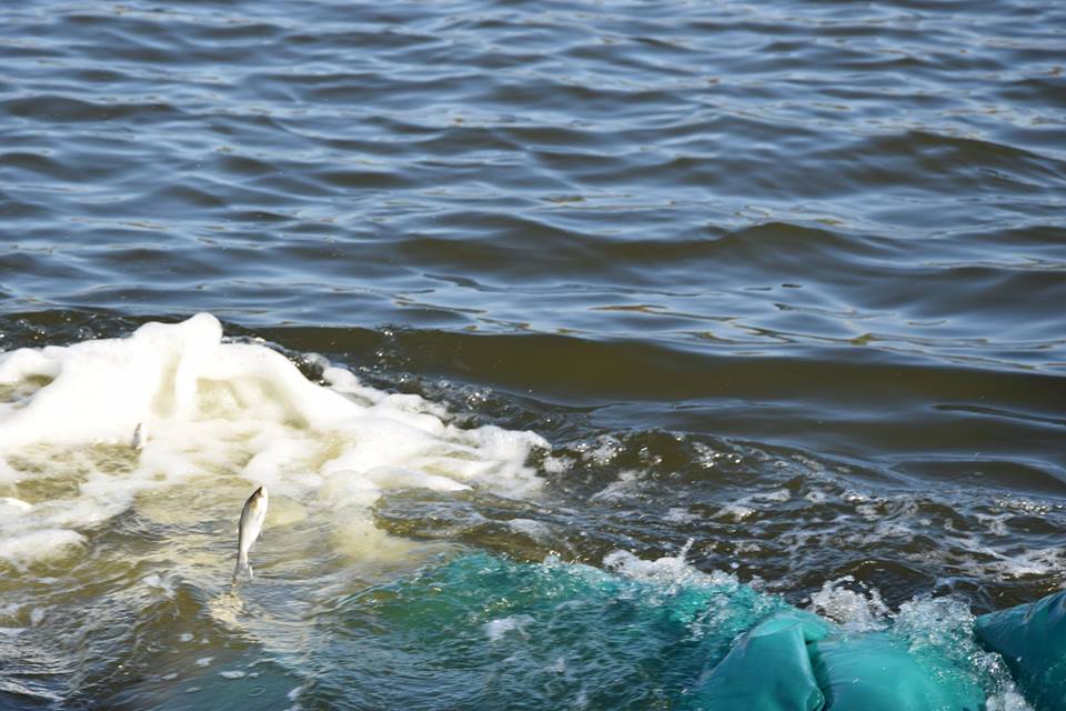 Зарыбление Ингула. В Николаеве на Нижнем Баме в реку выпустили более 100 тыс.экземпляров молоди рыб 13