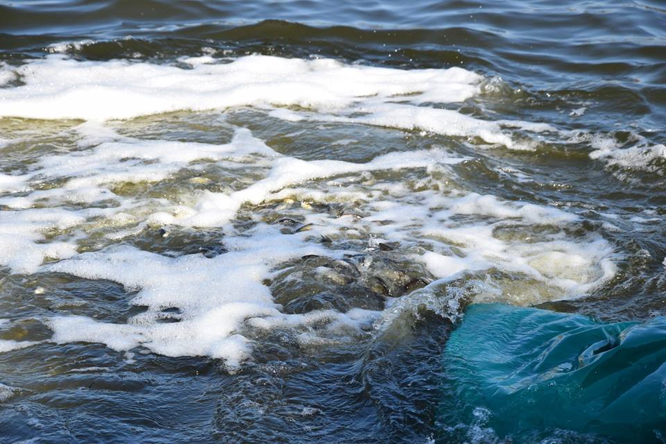 Зарыбление Ингула. В Николаеве на Нижнем Баме в реку выпустили более 100 тыс.экземпляров молоди рыб 15