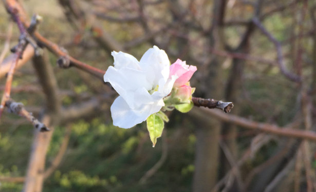 Осень! В Украине зацвели яблони и сливы