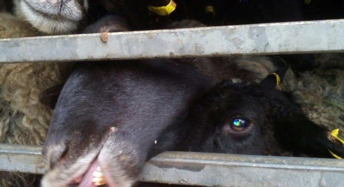 Люди – звери. В Черноморске 2 недели закрыты в фуре 300 овец – их вернули из Турции