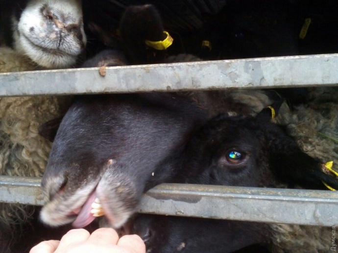 Люди - звери. В Черноморске 2 недели закрыты в фуре 300 овец - их вернули из Турции 3